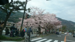 嵐山の桜1