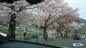 嵐山の桜2
