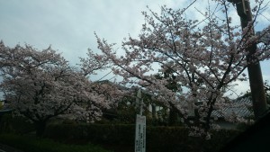 嵐山の桜3